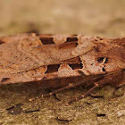 The spotted cutworm