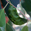 Leaf cocoon with holes