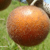 Lulo - Little orange - Naranjilla