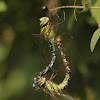 Southern Hawker