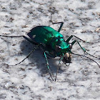 Six-Spotted Green Tiger Beetle