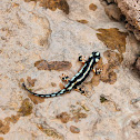 Luristan newt