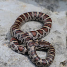 Eastern milksnake