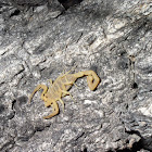 Bark scorpion