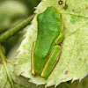 white-lipped tree frog