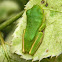 white-lipped tree frog