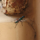 Emerald Cockroach Wasp or Jewel Wasp