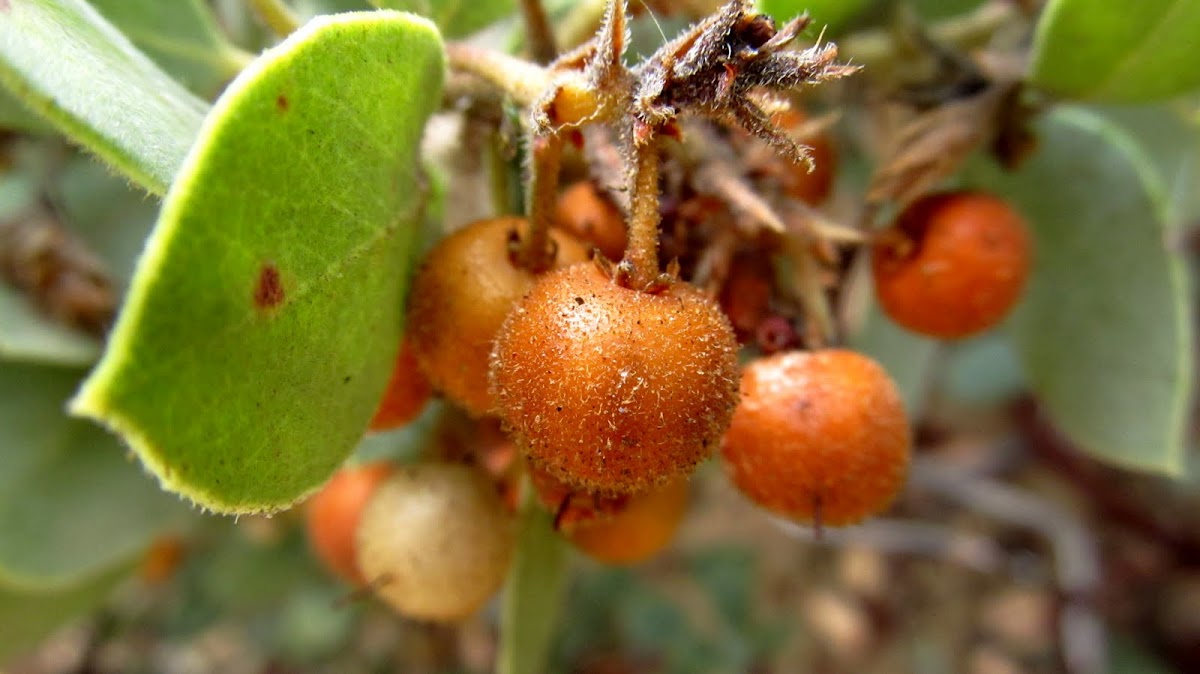 Manzanita berry