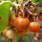 Manzanita berry
