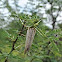 Bagworm Moth pupa