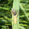 Spider and its lunch / Pauk ♀
