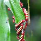 Atala Butterfly Larvae
