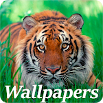 Cover Image of Descargar Tiger Wallpapers 1.0.1 APK