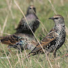 The Common Starling