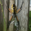 Yellow and Black Argiope