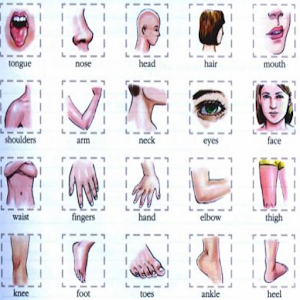 Learn Body Parts in English - Android Apps on Google Play