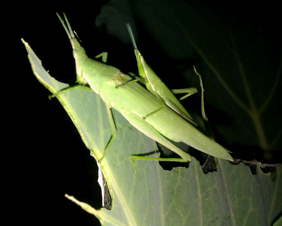 Slant faced grasshoppers (mating)