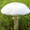 White Agaricus mushroom