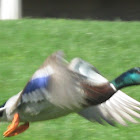Mallard Duck [male]