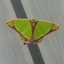 Tailed Emerald Moth