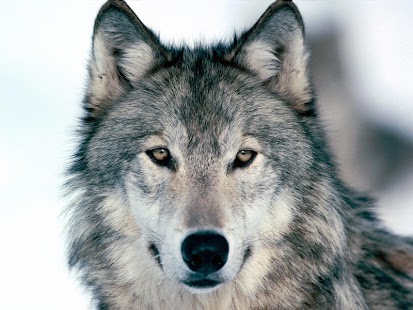 How to install Animal Walpapers patch 0.1 apk for pc