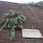 Caper bush. Alcaparro