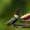 Ruby-throated Hummingbird (Male)
