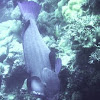 Green bumphead parrotfish