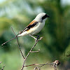 Long-tailed Shrike / Rufous-backed Shrike