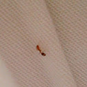 Singapore Ant
