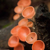 Wine cup mushroom
