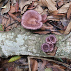 Purble Fungi