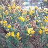 gorse, common gorse, furze or whin