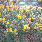 gorse, common gorse, furze or whin