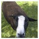 Sheep 2