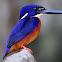 Azure Kingfisher