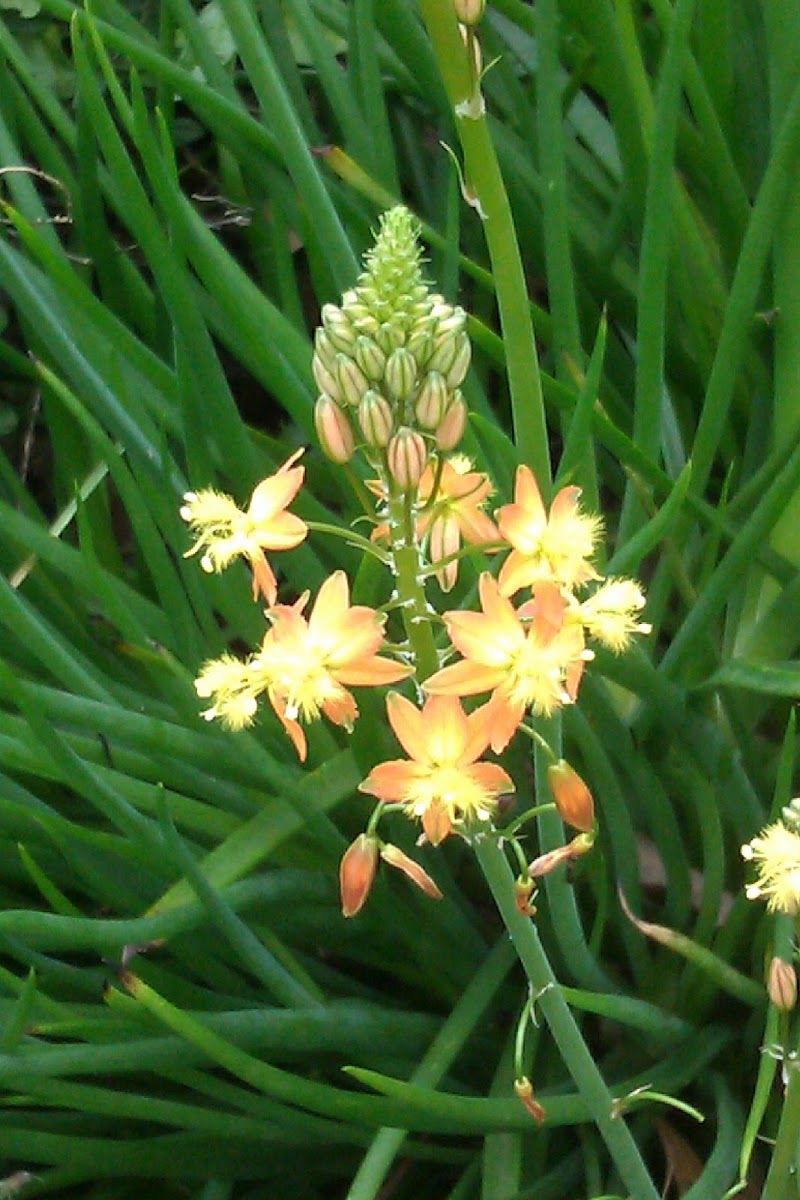 Bulbine