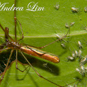 Long-jawed spider
