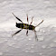 Longhorned Borer Beetle