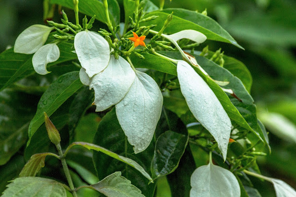 White Flag Bush | Project Noah