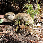 Wyoming Ground Squirrel