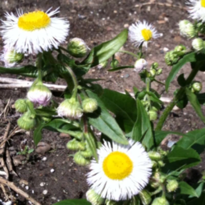 Daisy Fleabane