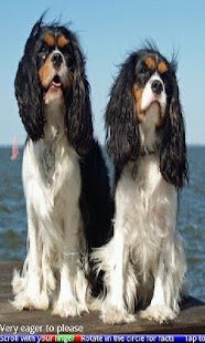 Top 50 Dog Breeds 1 FREE - náhled