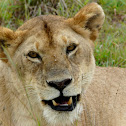 Maasai Lioness