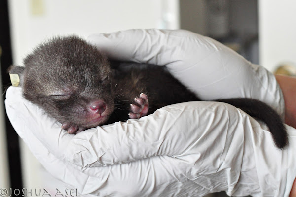 Baby Grey Fox(es) | Project Noah