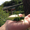 Great green Bush-Cricket - grünes Heupferd