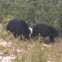 American Black bears