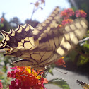 Old World Swallowtail