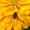 Sparse Flower Longhorn