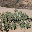 snowball sand verbena